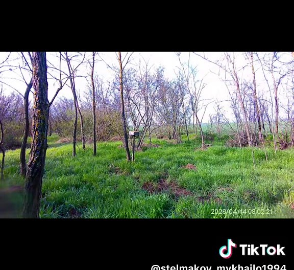 Грамотно чешуть посадки😏скільки ви бачите шакалів на відео ?#шакал #фотопастка #природа #україна #врек