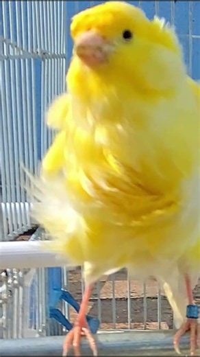 best canary melodies 🥰