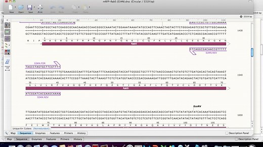 Primers,PCR and Mutagenesis from Snapgene
