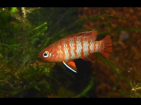 Scarlet badis, Dario dario-Species Spotlight