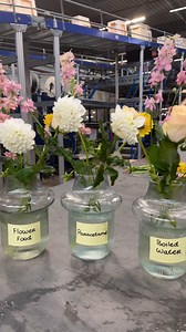 How do you keep flowers fresh for longer? Van der Plas Flowerexport decided to test it out in a fun way! 🌸 There are so many methods and theories out there, like using boiled water, adding flower food, or even a copper penny. 🪙 They placed identical flowers in different vases, each conditioned differently, and left them untouched for a week to see which flowers stayed 🌼🌿🍃 fresh the longest. Here’s what they tried: ✅ Flower food from Chrysal Flower Food 🌸 ✅Sparkling water 💧 ✅Glycerine ✅And