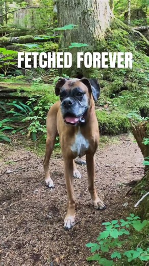 Northwest Boxer Rescue on Instagram: "⁣ Six dogs.⁣ Six families.⁣ Six “this is it” moments.⁣ ⁣ This right here is why we do what we do. 🐾💛⁣ ⁣ Over the past few weeks, six incredible dogs said goodbye to foster life and hello to their forever home — leashes in hand, tails wagging, hearts wide open.⁣ ⁣ Some were shy at first.⁣ Some acted like they owned the place within five minutes.⁣ All of them knew… these were their people.⁣ ⁣ Each adoption represents:⁣ ✨ late nights and early mornings⁣ ✨ app