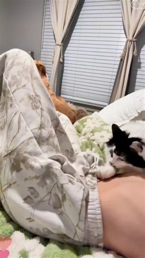 Understanding Your Cat's Smell Signals