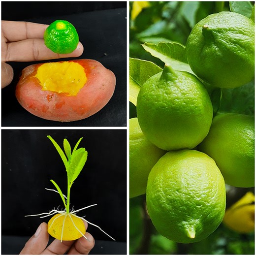 Effective of potato on lemon tree propagation || An excellent method for gardening | Ashik Muztaba