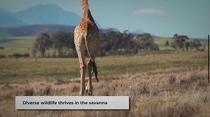 Animals of the Savanna: A Quick Guide