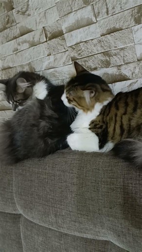 Temizlik saati #ytdayibenionecikarnolur #cat #youtubeshorts