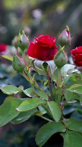 116K views · 3.7K reactions | Red Roses #roses #reels #roseplant #explore #redroses #terracegarden | Roses | Facebook
