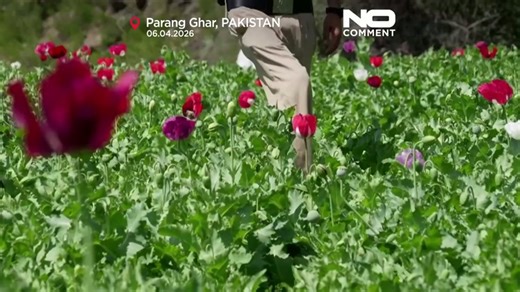 Police destroy opium poppy fields in Pakistan
