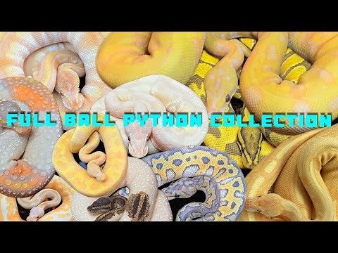 TOUR OF OUR ENTIRE BALL PYTHON COLLECTION!!
