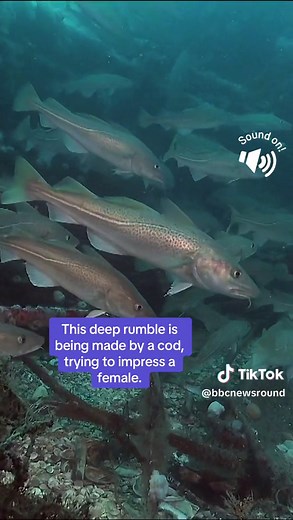 BBC Newsround on TikTok