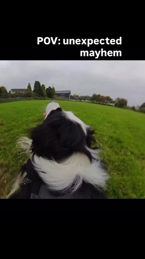 ☀️So when u attach a go pro to watch a dog pov on his day out while he’s enjoying the nice breeze and then another dog comes in and steals ur toy. #anarchy Brady (8) & Kodiak #dogcharity #unexpected #fyp #foryou #gopro | Their best day ever