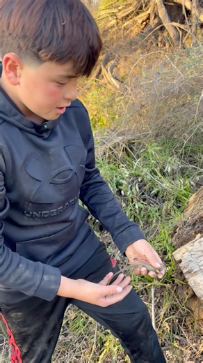Finding Blue Belly Lizards - Western Fence Lizards