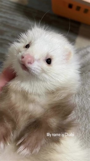 Good morning guys #ferretlife #ferret