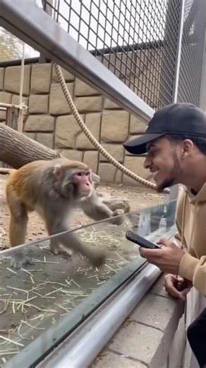 He got shit 💩 in his face 😂 #shortsfeed #nothingimposibleinthisworld #monkey