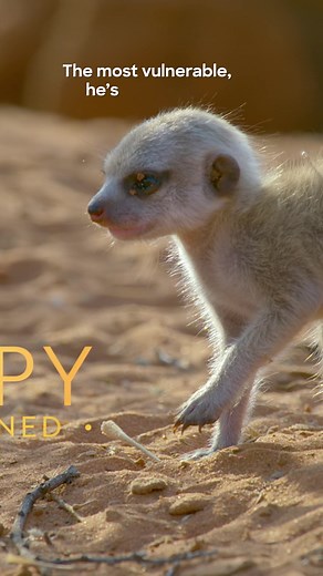Protecting Stompy: A Tale of Meerkat Survival