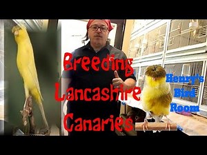 Breeding Lancashire Canaries | Henry's Bird Room Tips & DIY Info for Bird Breeders