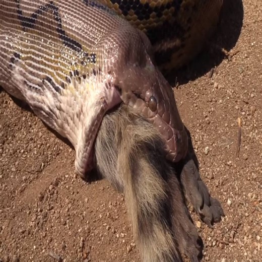 49K views · 190 reactions | Anaconda Catches Raccoon--Tricked by Clever 20-Foot Python to Release, Eats Raccoon Instead | Cute Snake TV | Facebook