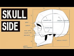 How to Draw the Skull from the Side