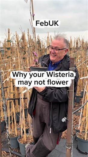 Why Your Wisteria May Not Flower Explained