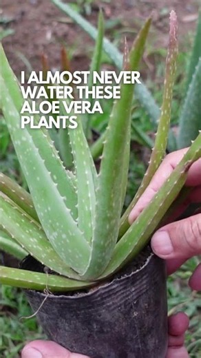I Almost Never Water These Aloe Vera Plants