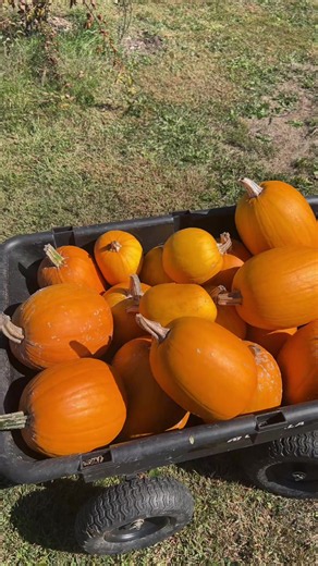 What to Do With Extra Pumpkins: 12 Easy Pumpkin Ideas