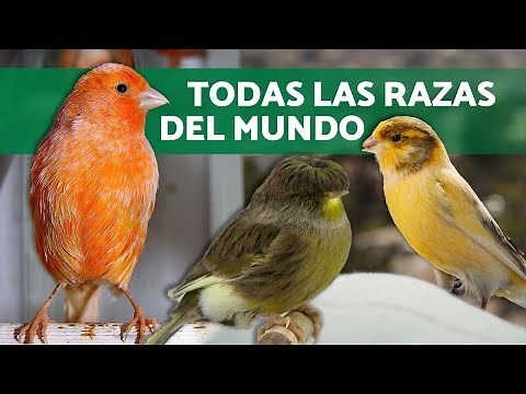 RAZAS de CANARIOS 🐤 TIPOS de CANARIOS