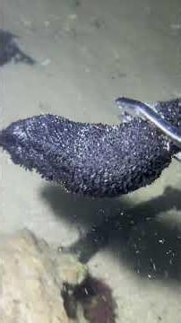 Seafood Fans Must See - Up Close！PX01568！ #diving #fishing #lobster
