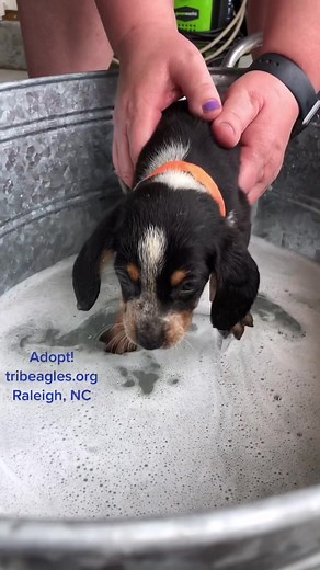 Adorable Blue Tick Beagle Puppies' First Bath Experience