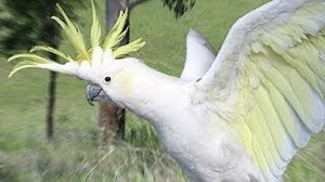 Bee Gees - Ordinary Lives