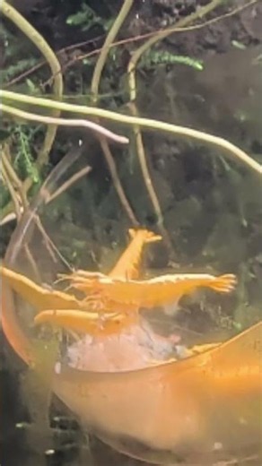 Golden Back Yellow #ShrimpTank Swarm Sinking Snowflake