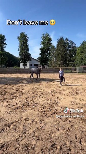 Paard heel aanhankelijk: volgt Febe als een puppy — tweede Kentucky?