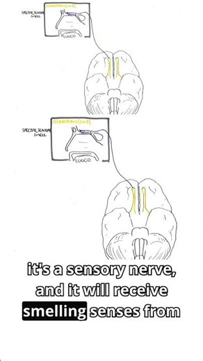 Anatomy Insights: Cranial Nerves 1 & 2