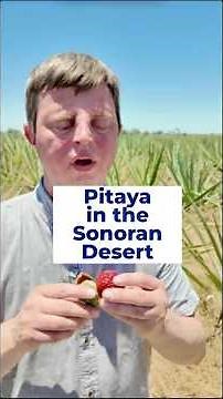 What Does Pitaya Taste Like in the Middle of an Agave Field?