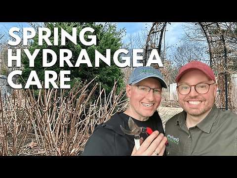How to Prune Hydrangeas in Spring 🌿 Spring Hydrangea Care Guide