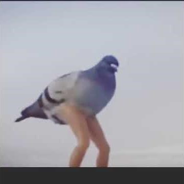 Pigeon dancing to WAP