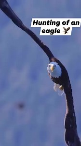 Slow motion of an eagle 🦅 after spotted a fish 🐟 #eagle #wildlife #birds #birdsof | Faizo Nhundu Rome