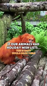 1.9K views · 31 reactions | But could you imagine Makan with his little sleep mask? 凉 #ZooMiami | Zoo Miami | Facebook