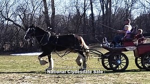 12 reactions | National Clydesdale Sale Lot # 26 Owen | 3 Year old...