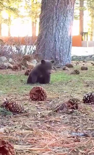 🎥 "Adorable Moments with Baby Bears Playing in the Wild! 🐻❤️" #BabyBears #WildlifeMoments #NatureCuteness #AnimalWorld #CuteScenes | التنمية البشرية