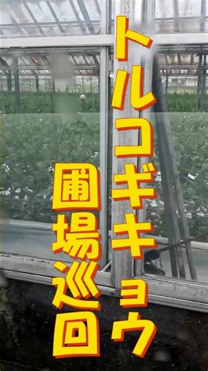 トルコギキョウ圃場巡回 #Shorts #トルコギキョウ #農業