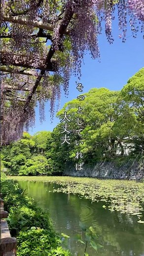 [Odawara] "Gokan no Wisteria" Odawara Castle Ruins Park is decorated with fresh greenery, wisteri...