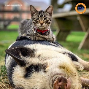 665K views · 4.2K shares | En voilà un chat sociable  | Le Tribunal Du Net TV | Facebook