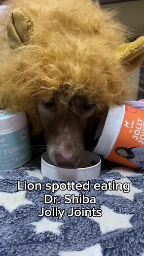 Dr Shiba Jolly Joints for stronger bones and joints and Silky fur for healthy skin and coat. Click yellow basket. #drshiba #drshibajollyjoints #drshibasilkyfur @Dr. Shiba & Prof. Bengal @Dr. Shiba