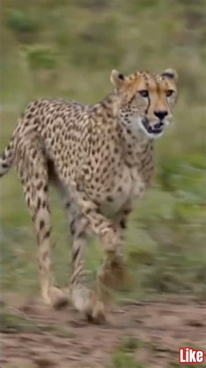 chita ka running #animals #animation #explore #entertainment #foryou #shortvideo