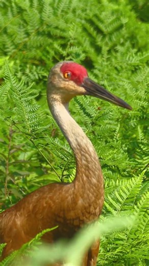 Ancient Wings: Walking with Sandhill Cranes in the Ferns #shorts