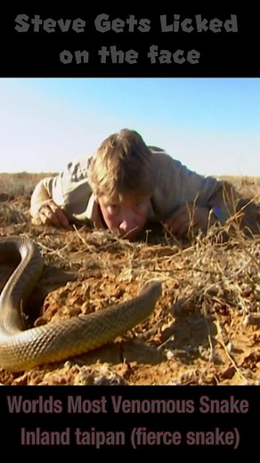 Encountering the Deadliest Snake on Earth: Steve Irwin's Brave Encounter