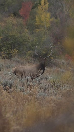 6K views · 1K reactions | A memory from September- Screaming bulls and one that read the script. #livewild #elkhunting #bowhunting #archery #wildmeat | Remi Warren | Facebook