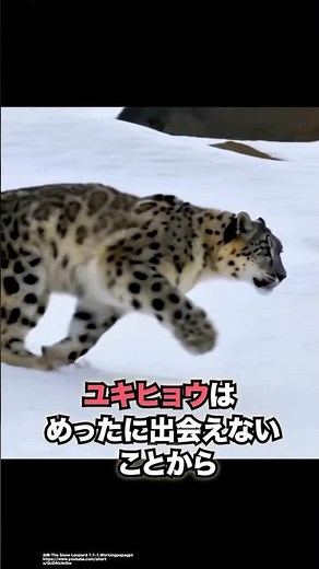 美しい山の幽霊 ユキヒョウ