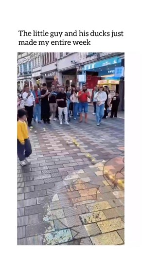 Pubewitty on Instagram: "Ducks are often associated with the fascinating behavioral process known as imprinting, a phenomenon that plays a crucial role in their early development. Imprinting occurs shortly after hatching, during a brief critical period when ducklings instinctively attach themselves to the first moving figure they recognize as a caregiver, usually their mother. This natural mechanism ensures survival by keeping the young close to protection, warmth, and food. What makes imprintin