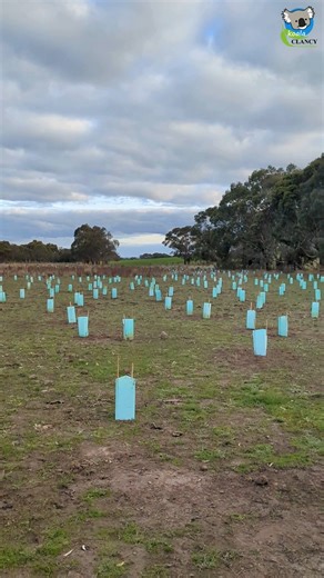 48 reactions · 8 comments | Before and after a koala tree planting day 朗 How satisfying is that? We plant 1000-2000 koala trees at every community tree planting event, creating brand new koala forests to make a future with koalas in it possible. Want to plant with us? Click on the link below to book now  https://www.koalaclancyfoundation.org.au/events/ | Koala Clancy | Facebook
